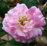 Kirschrose im Juni.webp