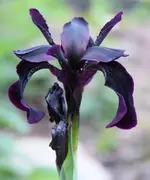 Iris 'Black Form'.webp
