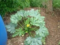 Garten2012 (38).webp