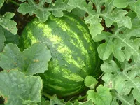 Garten2012 (14).webp