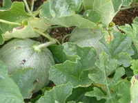 Garten2012 (16).webp