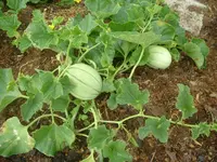 Garten2012 (20).webp