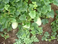 Garten2012 (22).webp