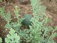 Garten2012 (23).webp