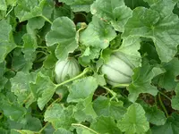 Garten2012 (25).webp