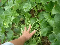 Garten2012 (27).webp