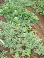 Garten2012 (43).webp