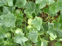Garten2012 (46).webp