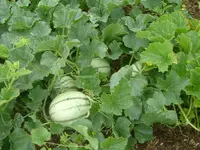 Garten2012 (47).webp