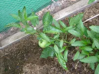 Garten2012 (50).webp