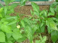 Garten2012 (51).webp