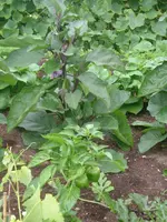Garten2012 (52).webp