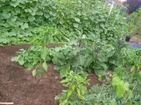 Garten2012 (53).webp