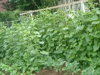 Garten2012 (48).webp