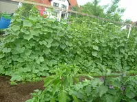 Garten2012 (55).webp