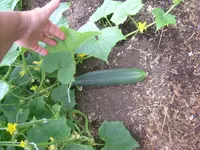 Garten2012 (56).webp