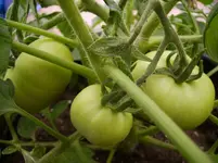 Tomaten 008.webp