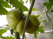 Tomaten 010.webp