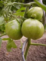 Tomaten 007.webp