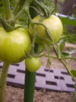 Tomaten 006.webp