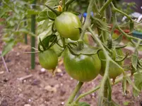 Tomaten 001.webp