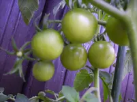 Tomaten 015.webp