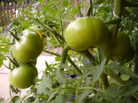 Tomaten 016.webp