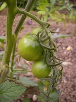 Tomaten 004.webp