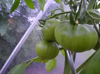 Tomaten 012.webp