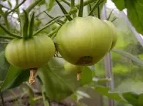Tomaten 014.webp