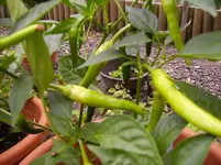 Tomaten 019.webp