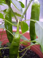 Tomaten 020.webp