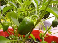 Tomaten 021.webp