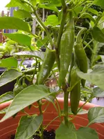 Tomaten 022.webp
