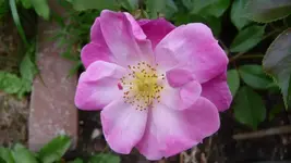 K800_Blumen im Juni 001.webp