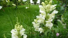 K800_Blumen im Juni 004.webp