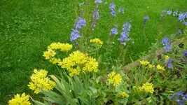 K800_Blumen im Juni 007.webp