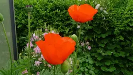 K800_Blumen im Juni 010.webp
