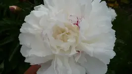K800_Blumen im Juni 013.webp