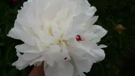 K800_Blumen im Juni 014.webp