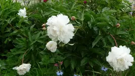 K800_Blumen im Juni 015.webp