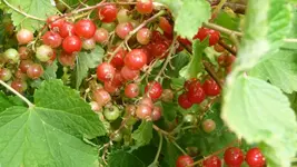 K800_Blumen im Juni 016.webp