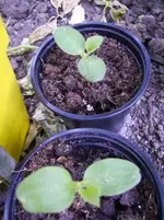 Tomaten 024.webp