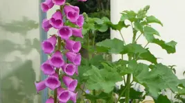 K800_Blumen im Juni 017.webp