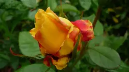 K800_Blumen im Juni 018.webp