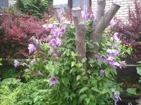 Clematis.14.06.2012.webp