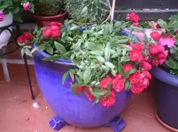 Kübelrose.14.06.2012.webp