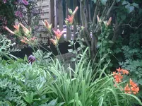 Lilien.16.06.2012.webp