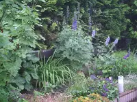 Rittersporn.16.06.2012.webp