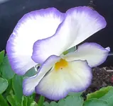 Hornveilchen (selbst), 14.06.12.webp